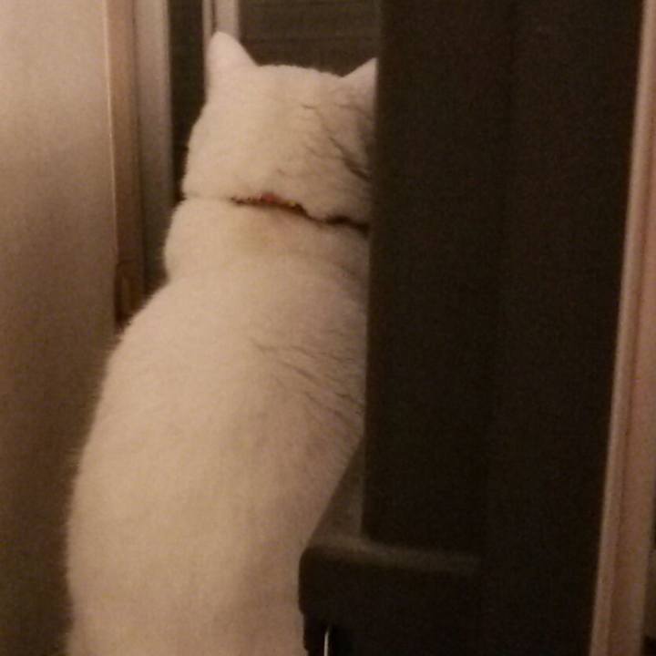 E4d08df4 226f 4b0f be28 8168811ae0c7 1512036466143