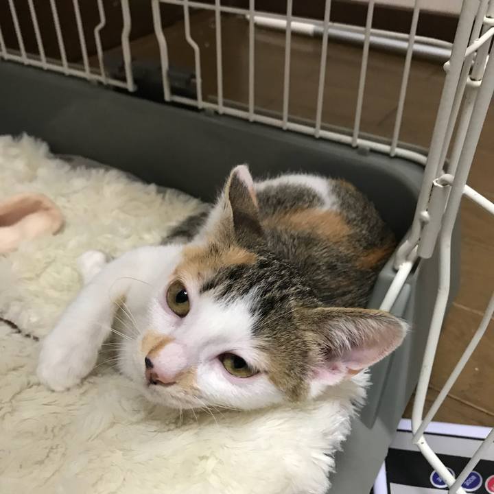 E4d16a6c 049e 4de9 b88d cf74246b158c 1531735000676