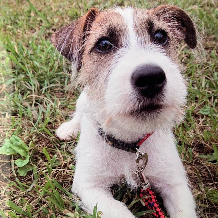 E4d210f1 1985 4a8a 9dab 4f8bc89a7d39 1562919940319