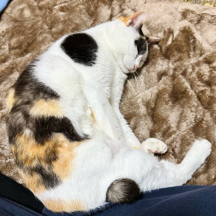 E4d2a891 7cd1 4cc4 8fa3 8528cb89f14c 1702521420611