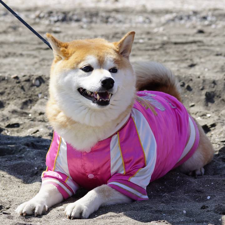 E4d4dc16 280a 496b a262 66d95e9ed75a 1647348234261