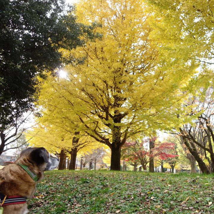 E4d6ecb0 cc07 475f 9efa 28e8c0891431 1543711687402