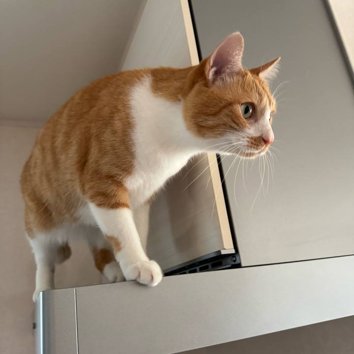 E4d78d54 a062 476e b55d 28f796ce8c37 1760227724259