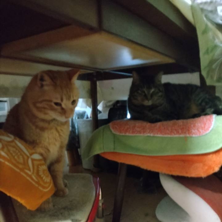 E4d8dee0 b523 4671 8cb8 c3d03bea4b81 1709933949882