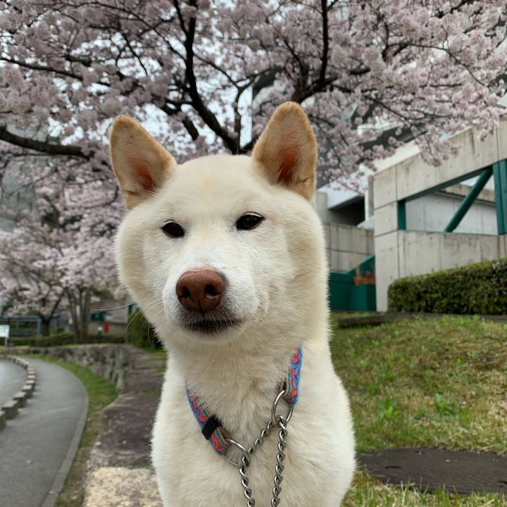 E4da8860 59bf 441d 82c1 a7c236038fc0 1648625021688