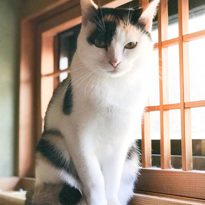 E4daa4ca b778 477f 9654 510bf8a90974 1512279168250