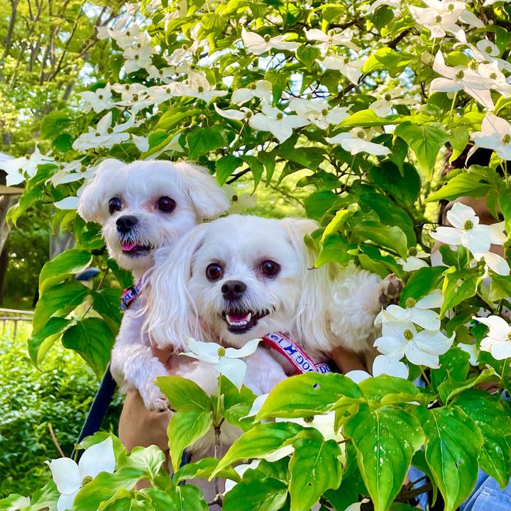 E4dc5d06 1cd1 4d9a 82f8 ab34348bf717 1622293674507