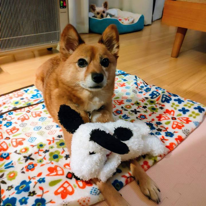 E4dcbef3 f865 4634 a602 6e67ee7162db 1636898785735