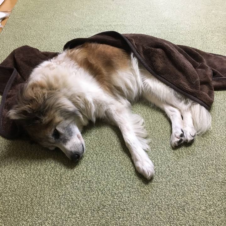 E4e1a7b1 3265 4738 abe7 b2f874ce82a4 1512613839179