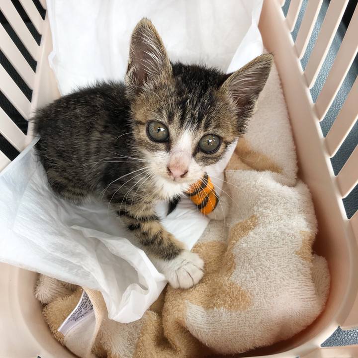 E4e2723c c73d 4443 9e8b 606c58501fba 1560656791720