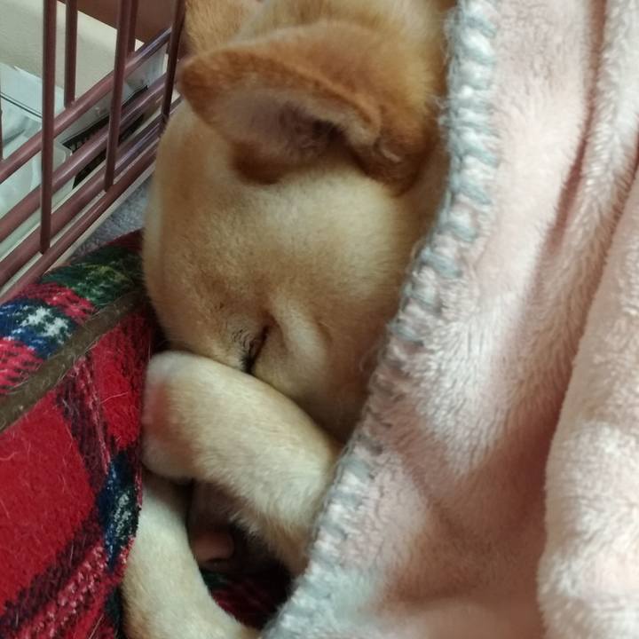 E4e2a0cd 7d86 4e97 a499 966d40e59c54 1554855631395