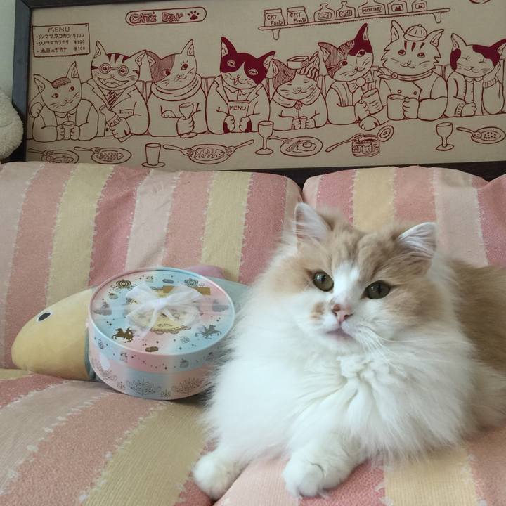 E4e2dddb 056c 4bdd bd40 87c9233ed70e 1528173794926