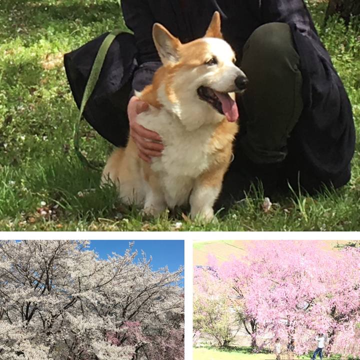 E4e63045 9f73 4f5a 826b 30ac5cd1dc03 1585445963748