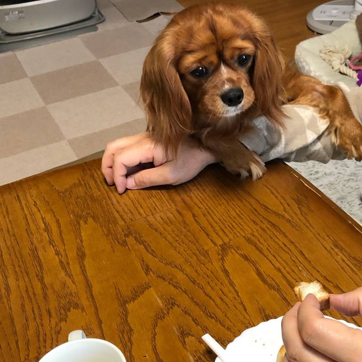 E4e77f0f 308f 4c4e 8d70 094823b67131 1554934909174