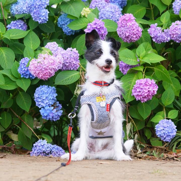 E4e8a9c9 e252 439a 99b0 dc8defebde64 1527678976336