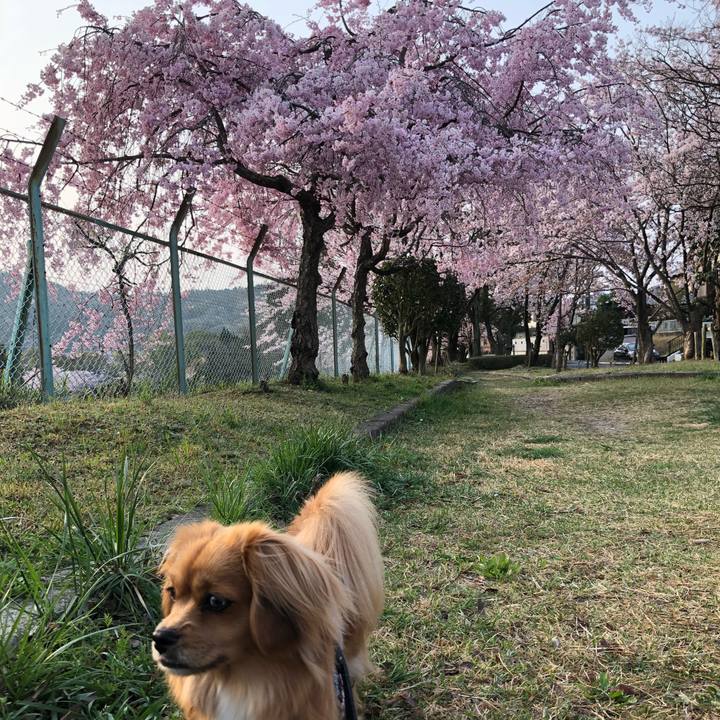 E4eb202e 0f12 4c3e a82b 9fb58115ce9b 1522620743101