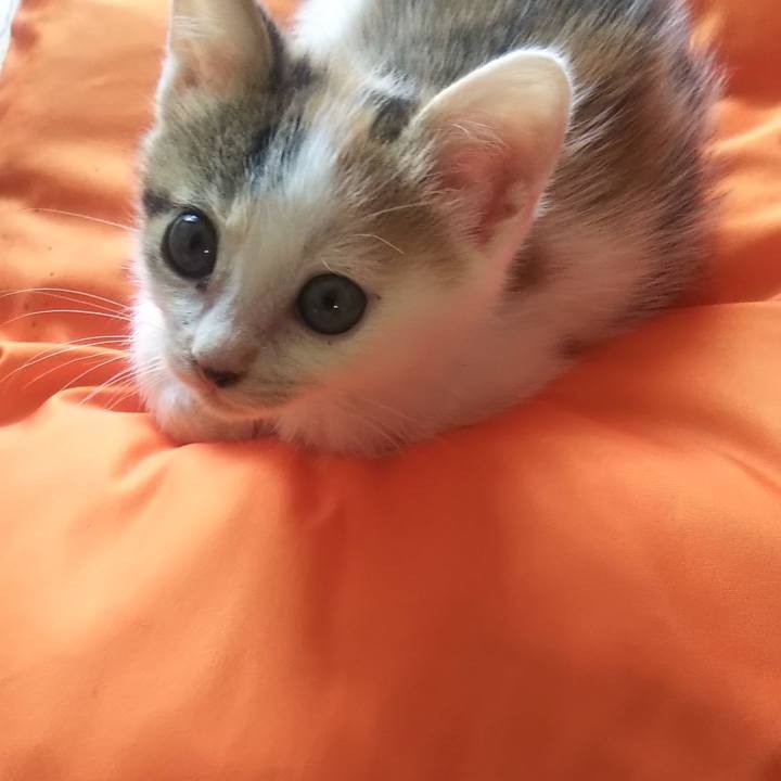 E4eb4834 b15d 42bd 8c44 ecc411408088 1633307546473