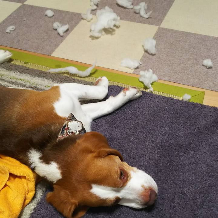 E4ec4365 dfc7 4f5e b465 0b80a87918db 1593855632272