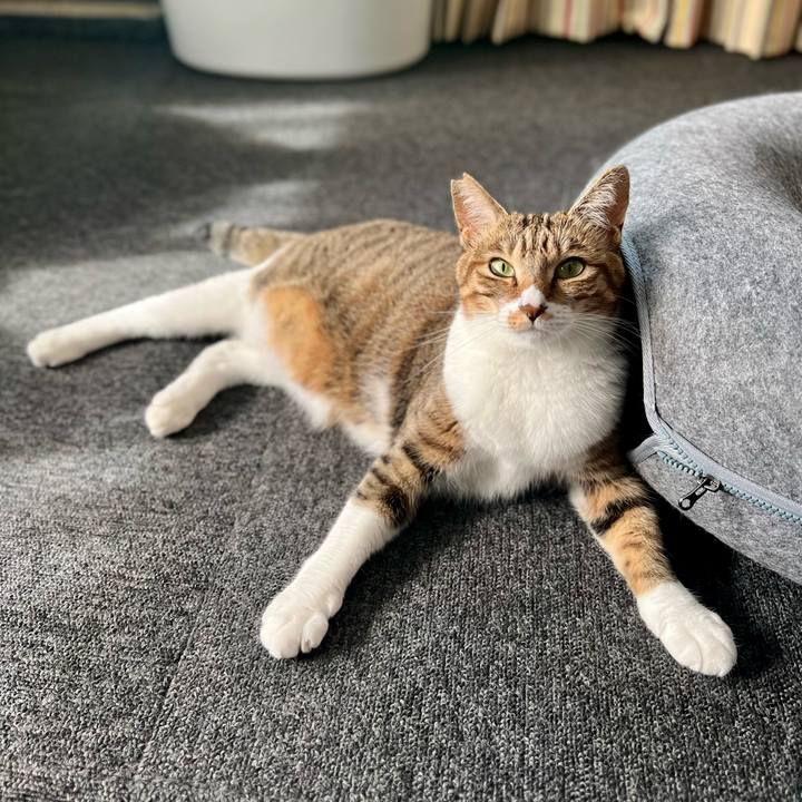 E4ed37dc b4ac 4257 a501 007586738df3 1759927065704