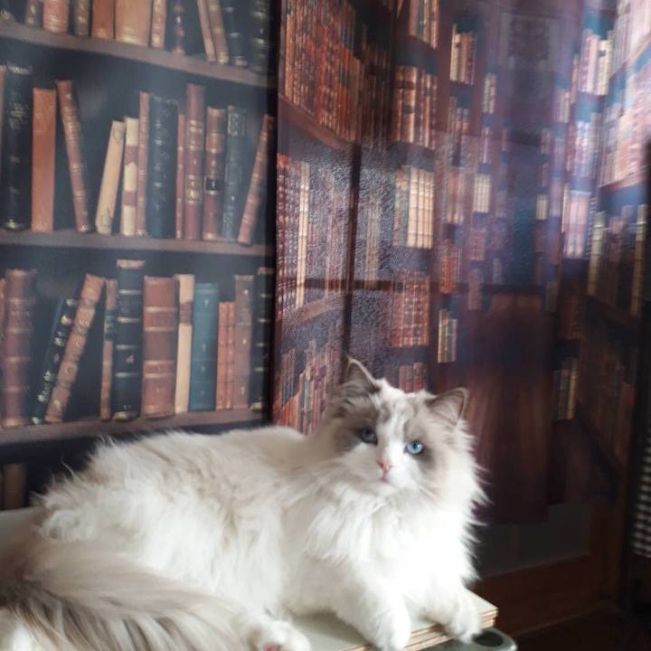 E4ee8569 69a6 43f0 a48d 90560e41cf5b 1574412614972