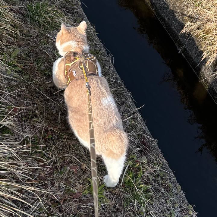 E4f0b5fc cc6c 4787 8a7a 0803415ef7d6 1774827031899