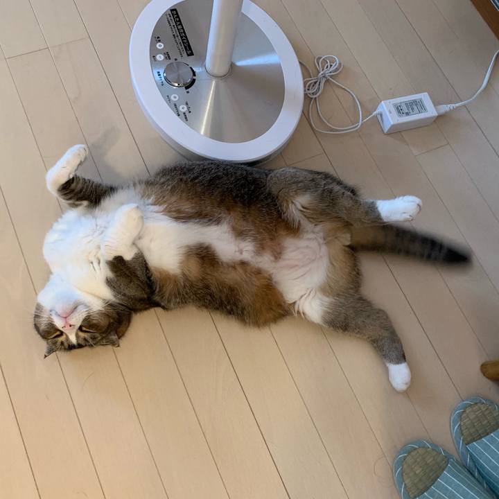 E4f486b8 d2e3 43d7 a5b5 02d858fe1ba4 1565999916211