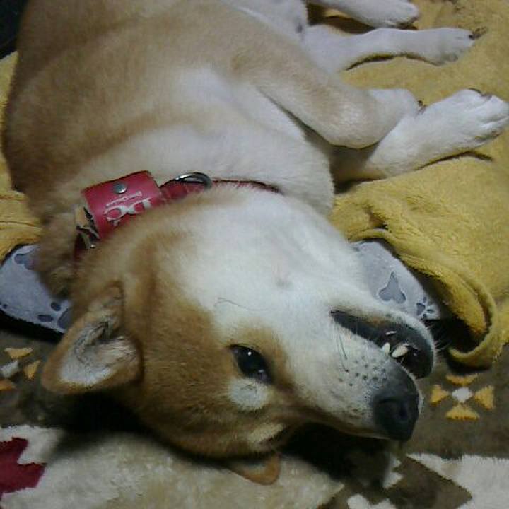 E4f690f2 48d2 477c 9a68 4842ab2bda03 1515898255392