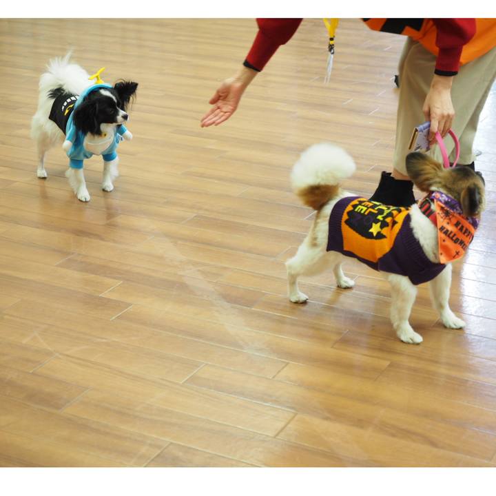 E4f6e88e 55e4 4535 9537 3f6ef6b65324 1539348560317