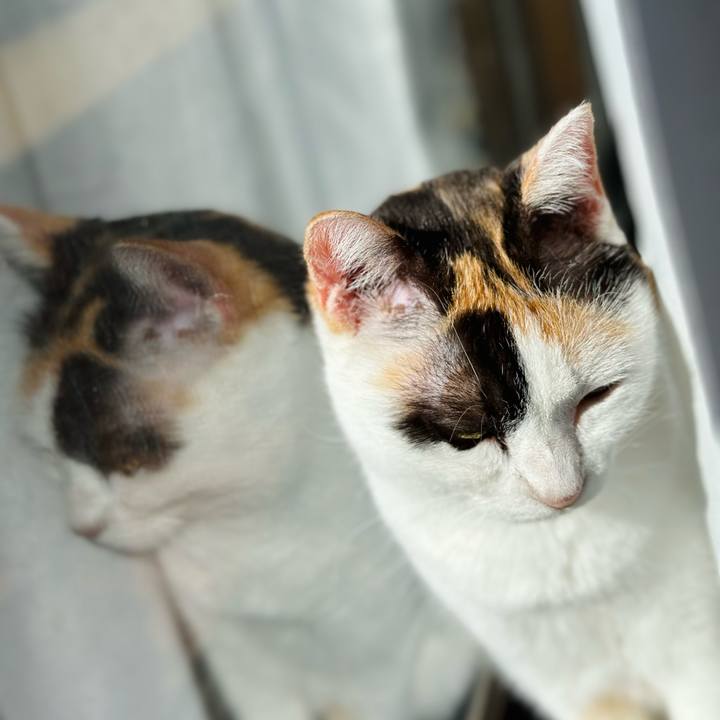 E4fa03b3 0df1 4ac6 86e9 a571da6b7c1c 1725586391476