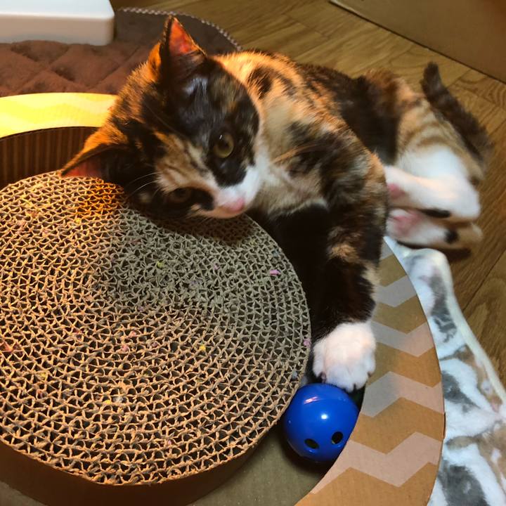 E4fac4b7 de70 4ca8 9df1 60a640326efc 1545489918340