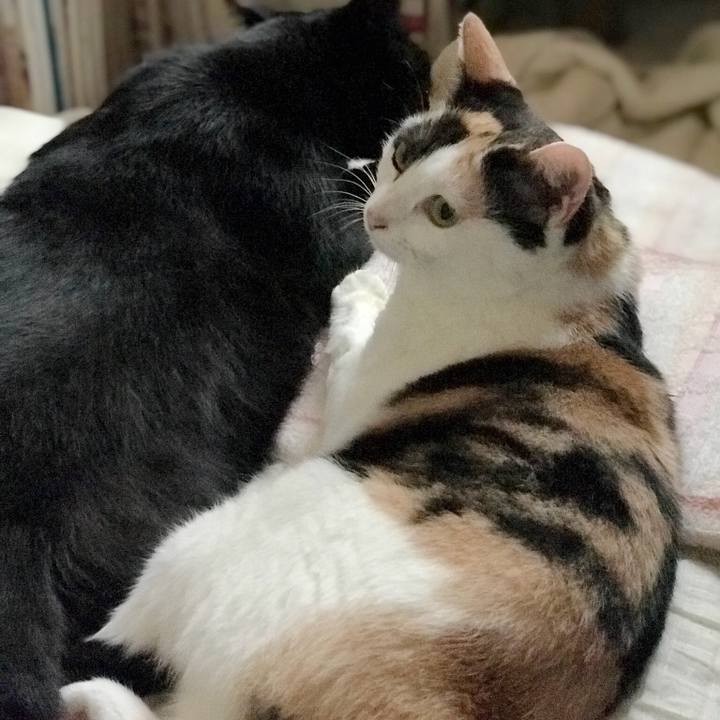 E4fadd8f ab40 4e02 addd c0135a9037ae 1536937029906