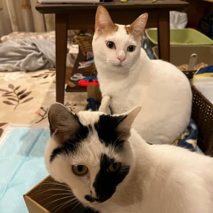 E4fc2a9b 3d82 48dd a531 7c9989039aeb 1766761651856