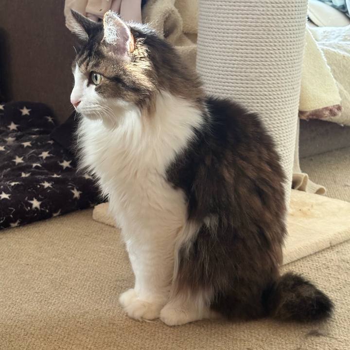 E4fcce2f b605 44b5 a00e 65a63a6dd3cc 1773271099345