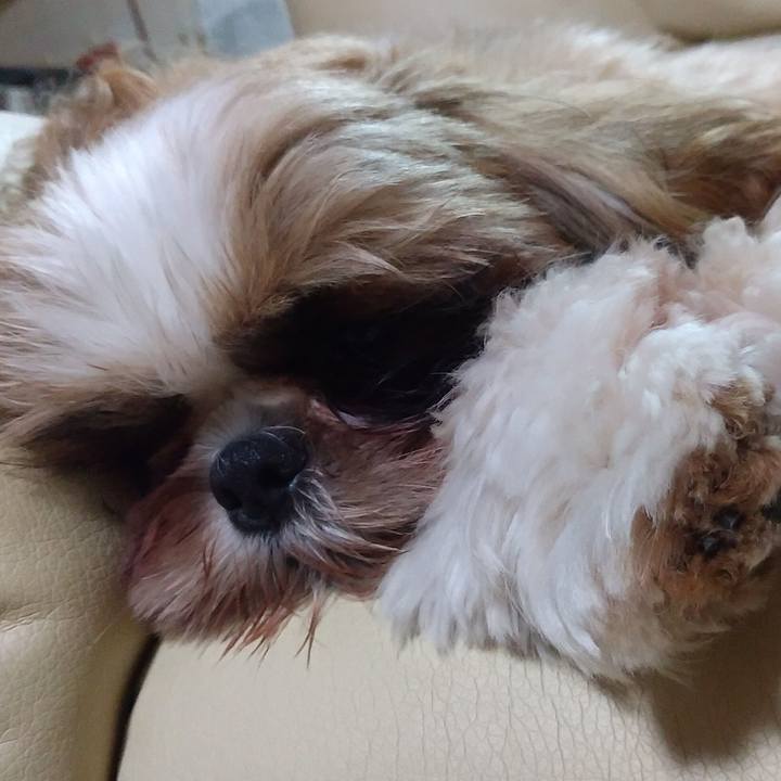 E4fce2e8 5feb 42ef bd8b 21e4c18e261f 1581590278862