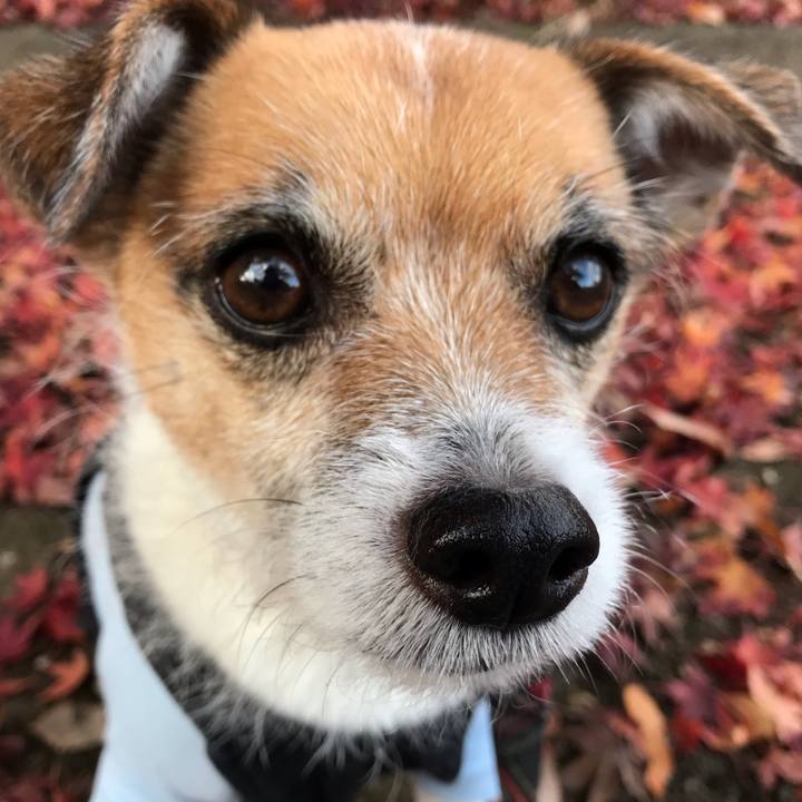 E505fae9 669c 4136 a1c6 0ec409dd3188 1544257536126