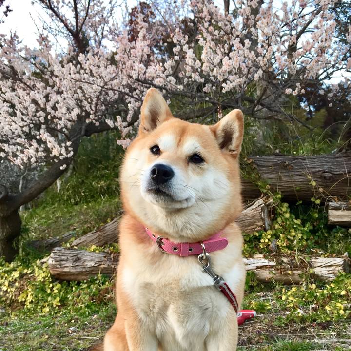 E506e93c 3b18 405e 8422 b75e2d2bbf14 1520049191034