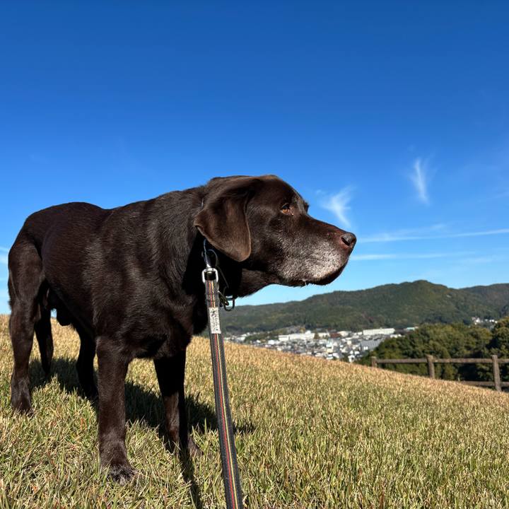 E5074f54 308a 41cb a588 44aaf727b26e 1763206442310