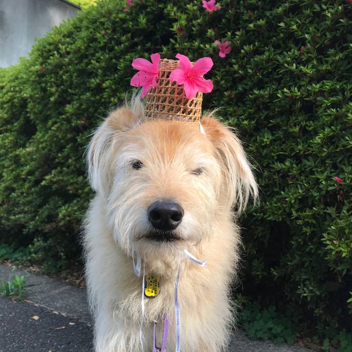 E50891df 4c64 4c9f 95e5 2656b0ed9a81 1589332811042