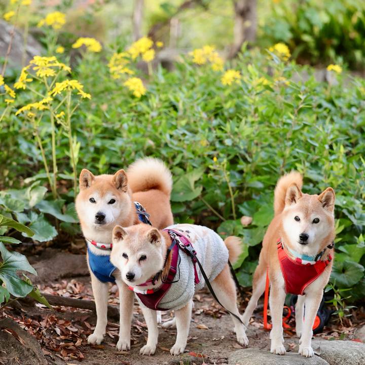 E50ac33f 725b 4805 90a5 581b64927d08 1763741165557