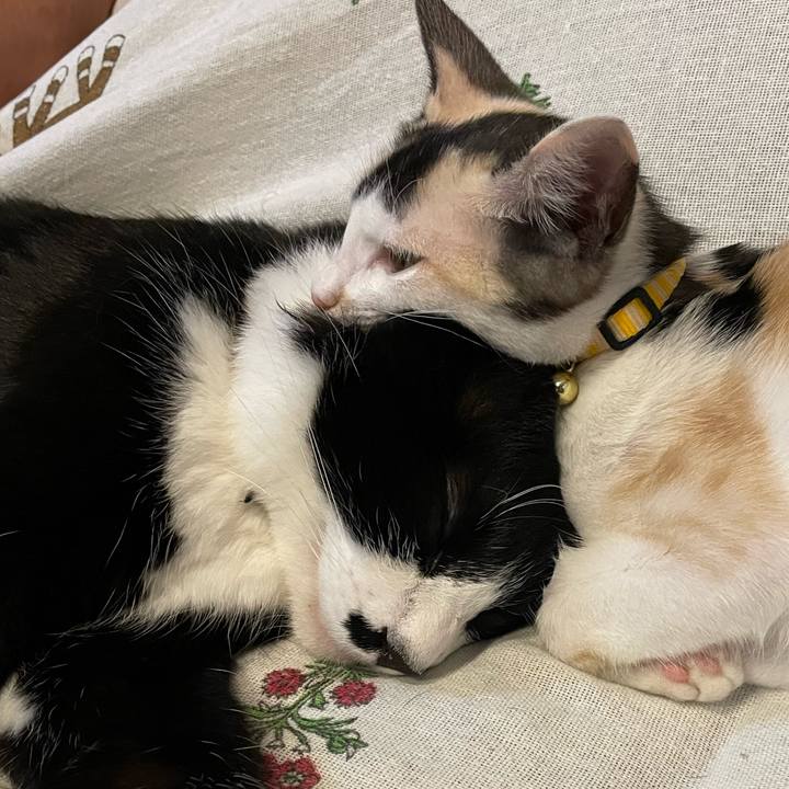 E50c95b4 de6a 4195 a533 a2ce63601418 1660383929061