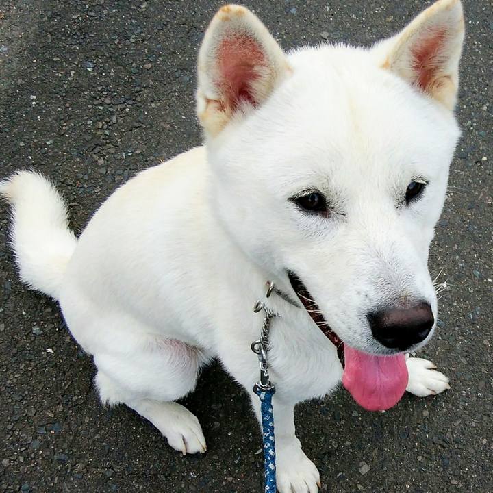 E50cf8f2 0123 4f56 8384 3eea3b9005a1 1510391362246