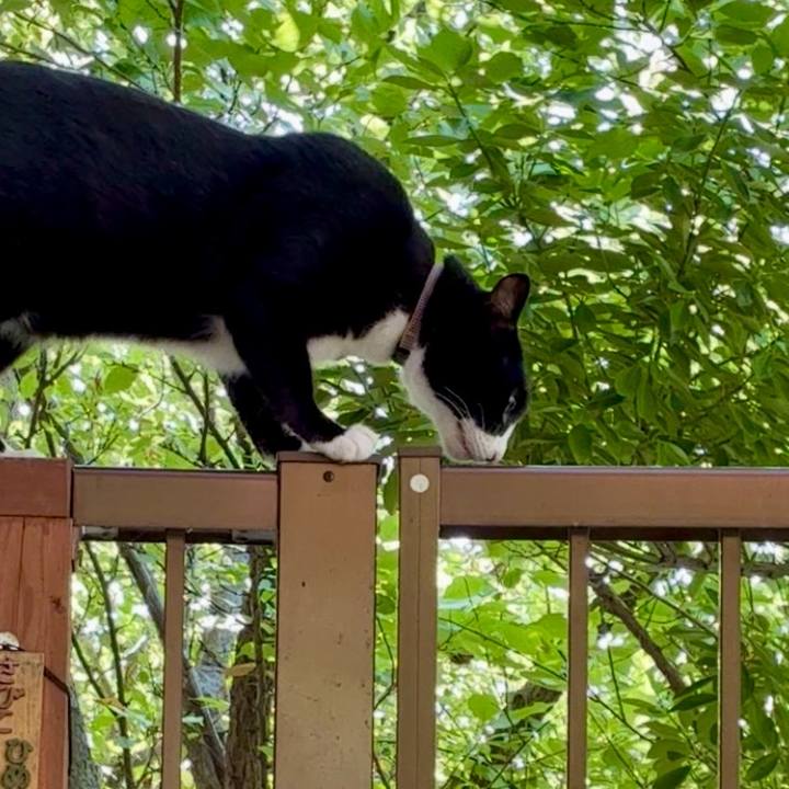 E50fa9a6 1833 4b8c b19b bcf0ee040b9b 1753843392139