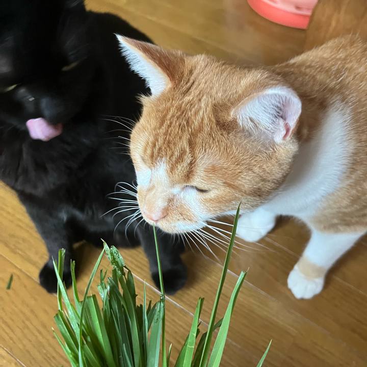 E5121e4a 831d 4a07 b0b6 71da2e78a4d0 1684445676965