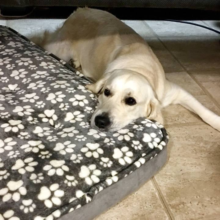 E51470b8 b683 4a7b a785 a2459aaca57e 1508752790421