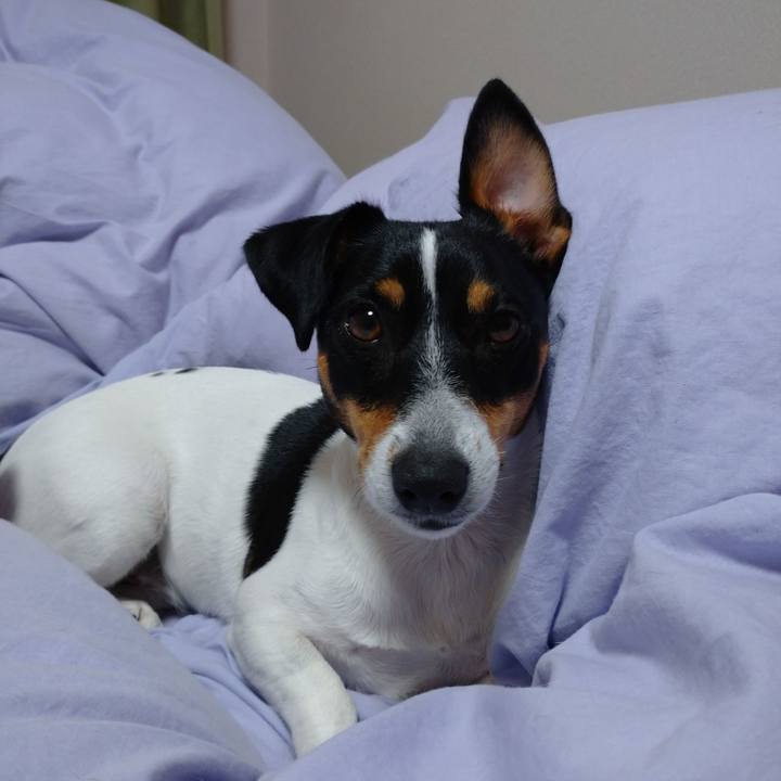 E515ab87 49ae 41e2 97d9 f62677a63dea 1576760903049