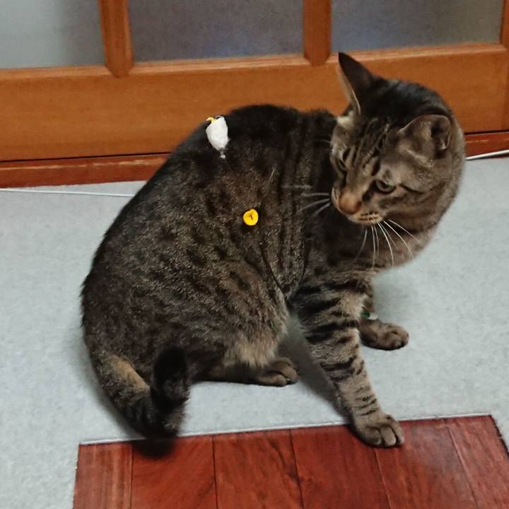 E515ee13 363a 455e b423 a88b4ba496fa 1513125875430