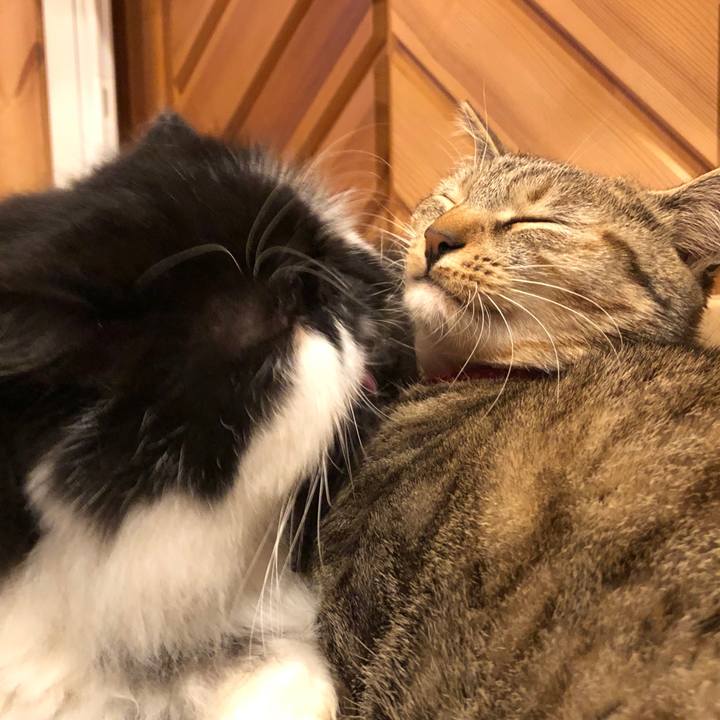 E5171568 513c 47c1 b249 133fa1e3cfce 1583588353667