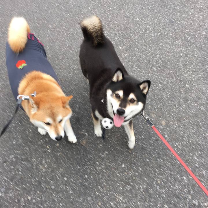 E51c289e f94b 4d79 9e25 e00622ed28e4 1542684121598