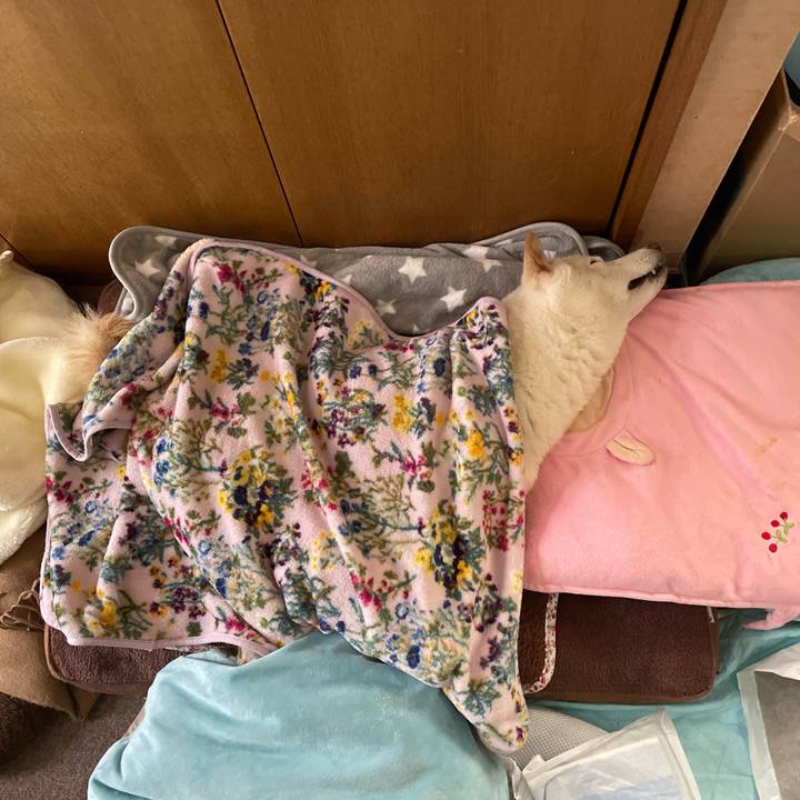 E51c2c9d 1d12 4194 89de 25976e16a8f2 1648528660558