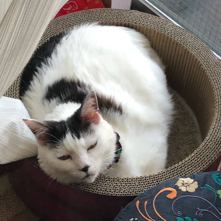 E51cace4 a423 4646 a9dd db0905bba951 1527376371013